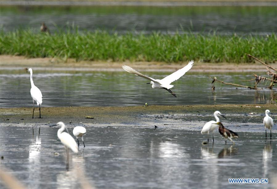 CHINA-NANNING-EGRET (CN)