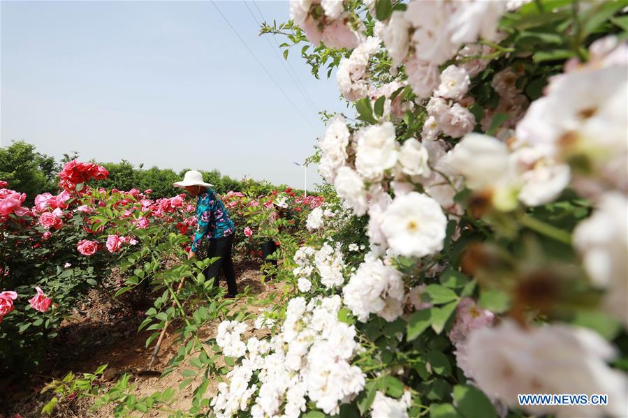 CHINA-HEBEI-FLOWER ECONOMY (CN)