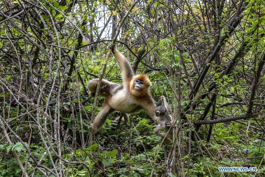 CHINA-HUBEI-SHENNONGJIA-GOLDEN MONKEY (CN)