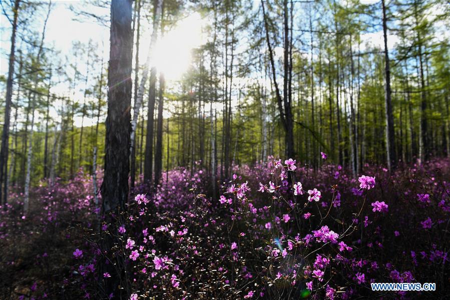 CHINA-INNER MONGOLIA-HULUN BUIR-AZALEA (CN)