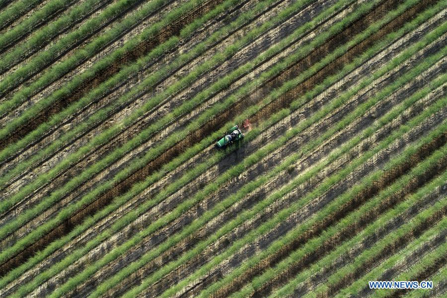 CHINA-NINGXIA-TONGXIN-FARMING (CN)