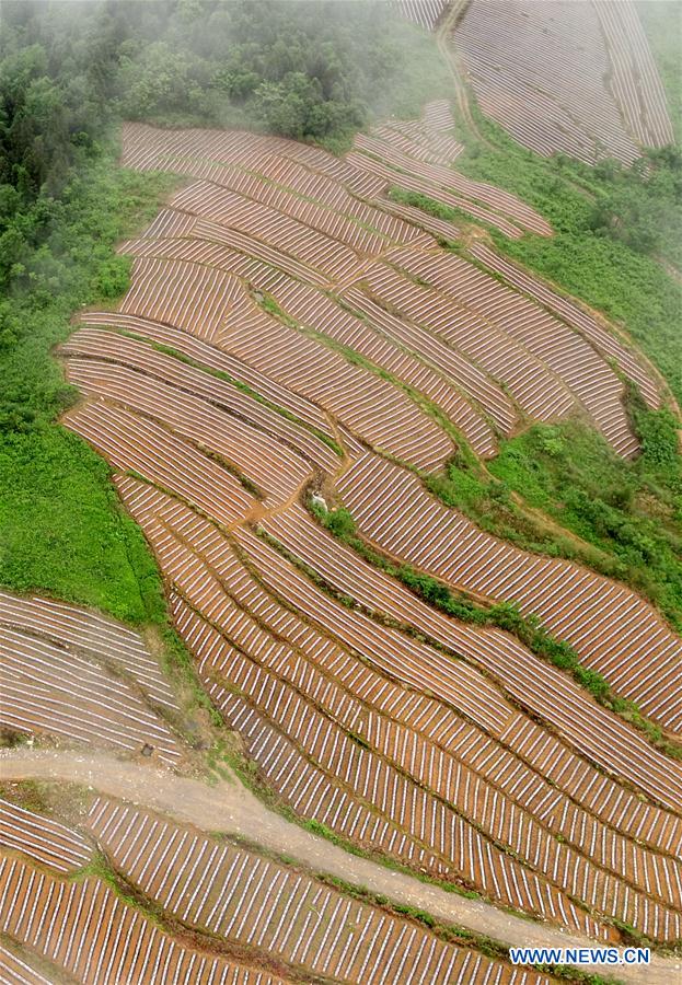 #CHINA-HUBEI-XUAN'EN-TERRACED FIELD (CN)