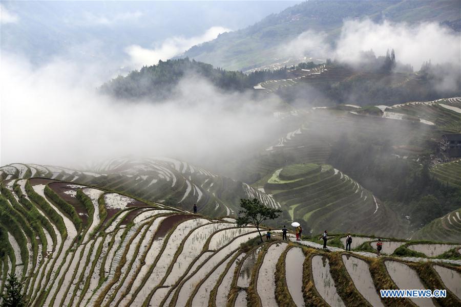 #CHINA-GUANGXI-TERRACED FIELD-SCENERY