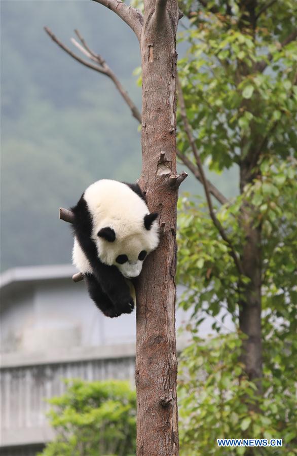 CHINA-SICHUAN-WOLONG-GIANT PANDA KINDERGARTEN (CN)