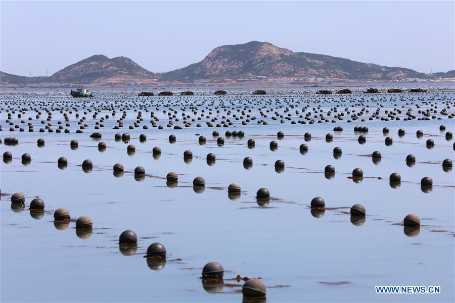 #CHINA-SHANDONG-RONGCHENG-KELP-HARVEST (CN)