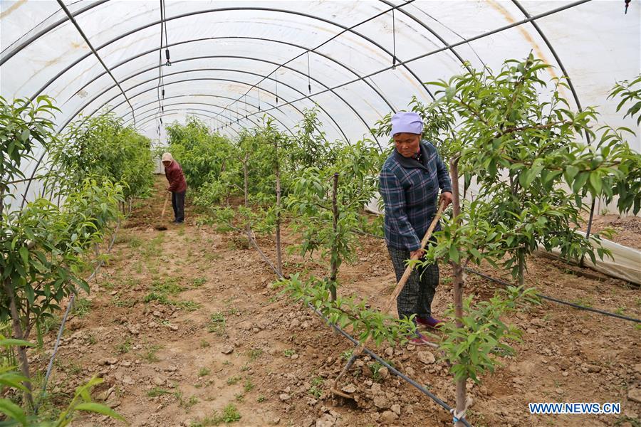 CHINA-NINGXIA-POVERTY ALLEVIATION (CN)