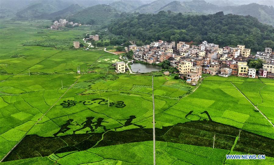 CHINA-GUANGDONG-DEQING-RICE PADDY-ART (CN)