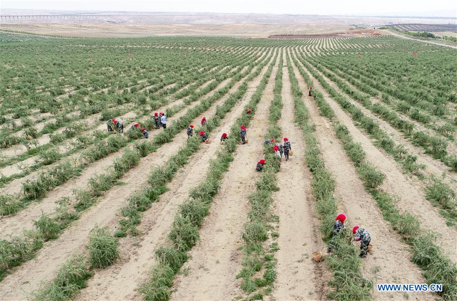 #CHINA-NINGXIA-WUZHONG-WOLFBERRY-HARVEST (CN)