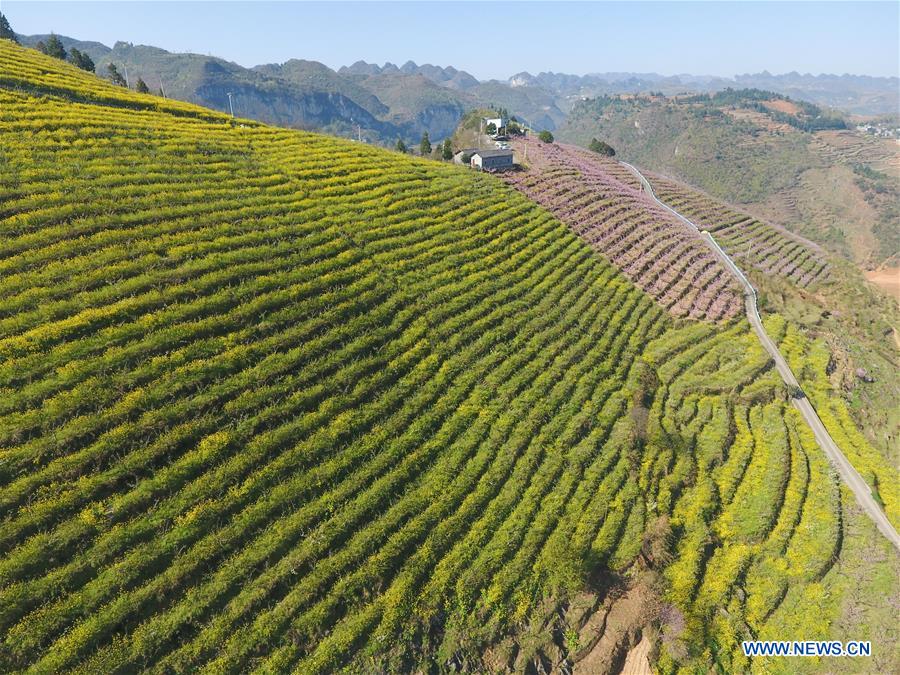 #CHINA-GUIZHOU-AGRICULTURE