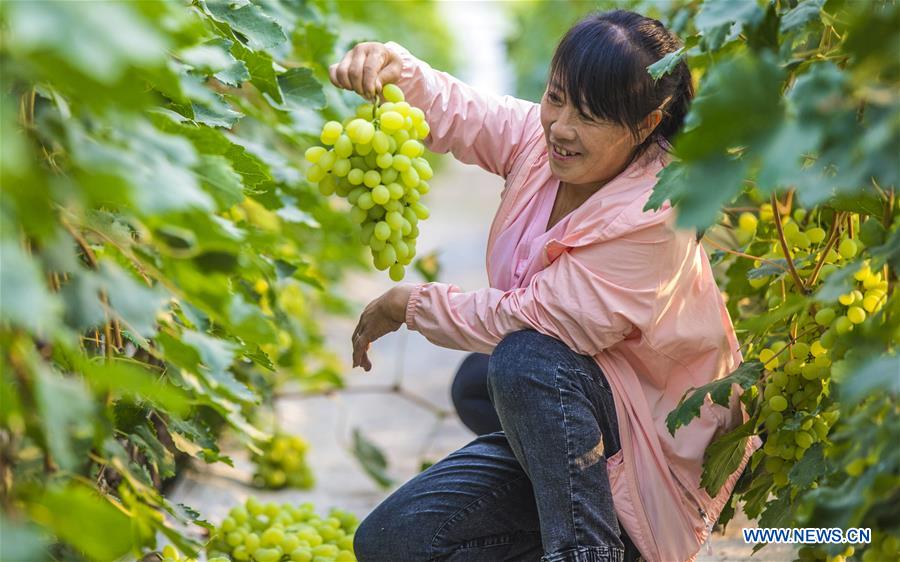 CHINA-HEBEI-ZAOQIANG-GRAPES (CN)