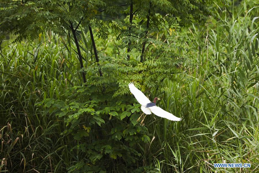 CHINA-ZHEJIANG-DEQING-WETLAND (CN)