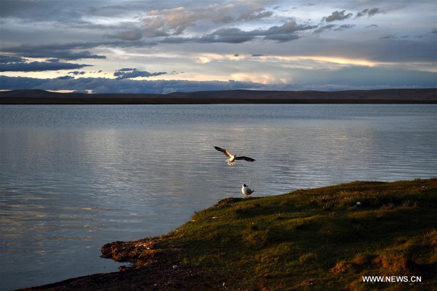 CHINA-TIBET-NAM CO-GULLS(CN)