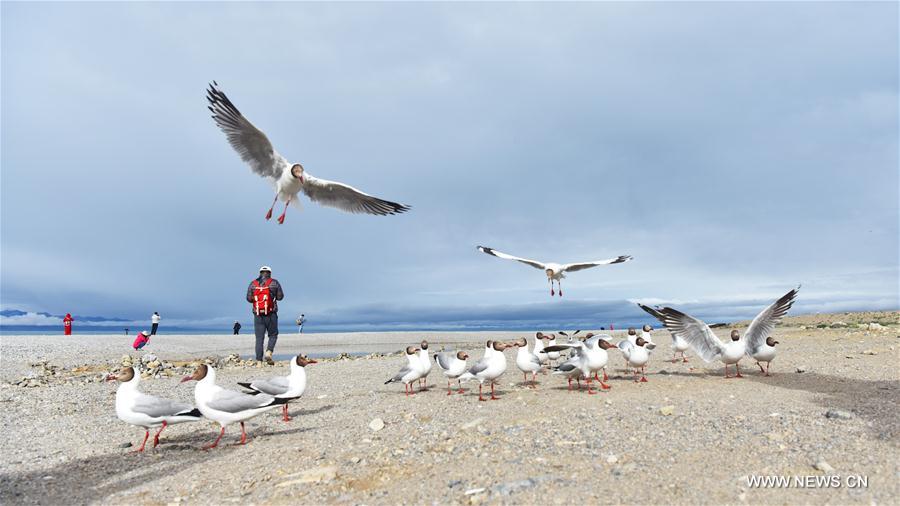 CHINA-TIBET-NAM CO-GULLS(CN)