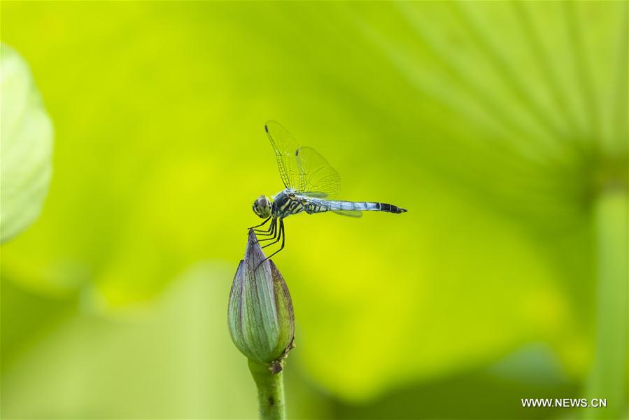 #CHINA-SUMMER-LOTUS (CN)