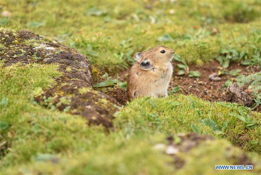 CHINA-TIBET-WILDLIFE-PLATEAU PIKA (CN)