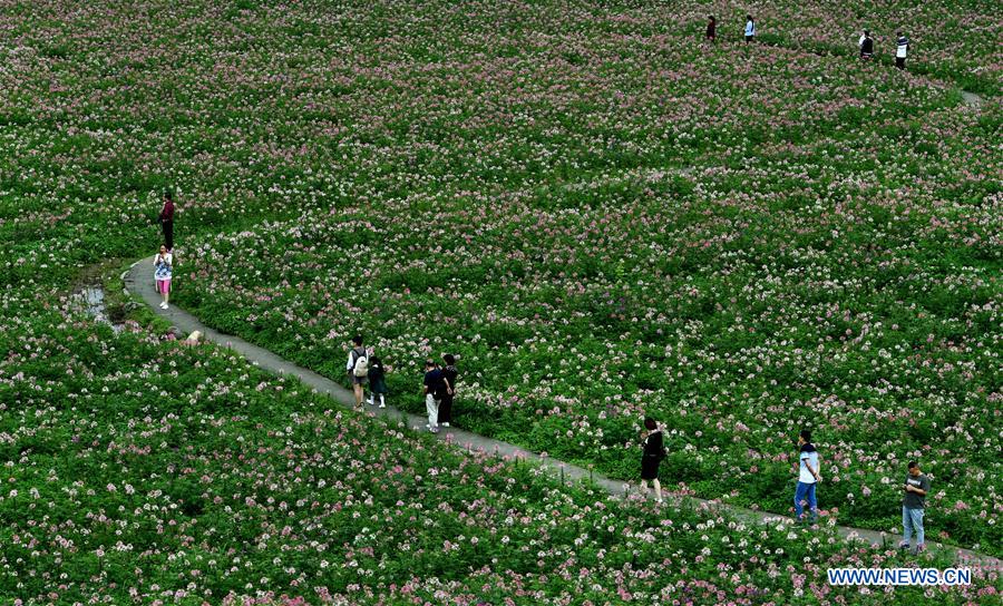 CHINA-SHAANXI-FLOWERS-TOURISM(CN)