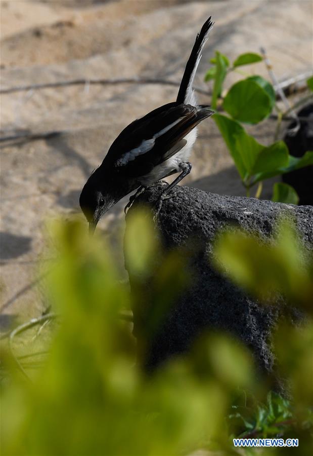 CHINA-HAINAN-HAIKOU-WETLAND PARK-BIRDS (CN)