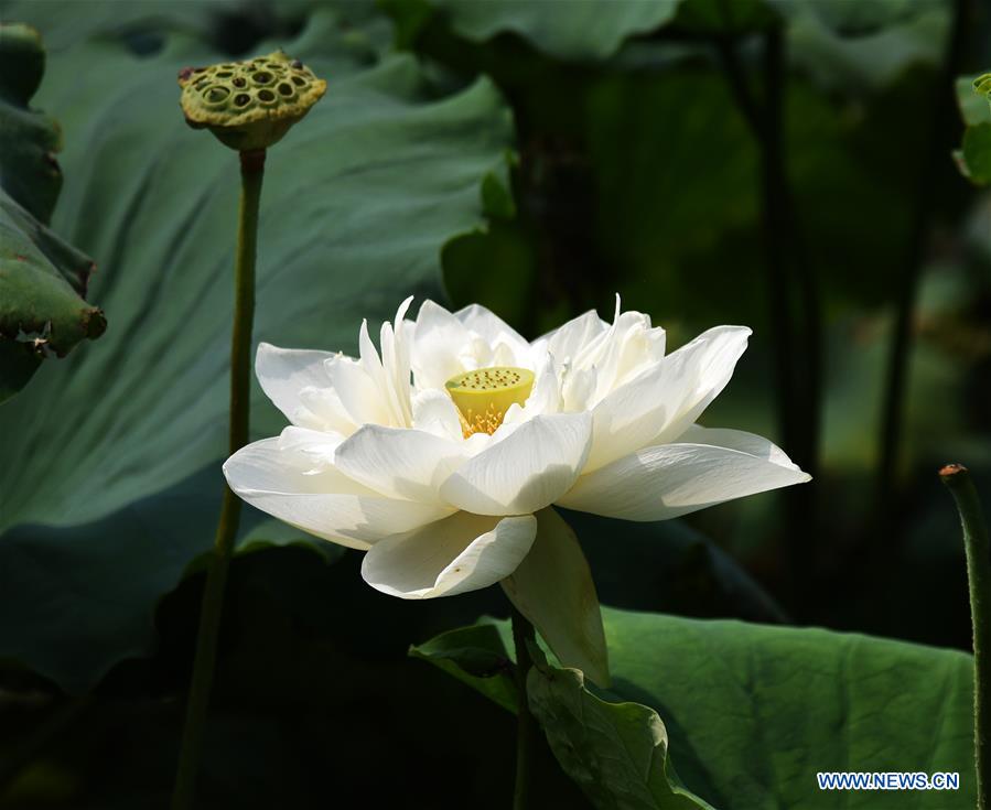 CHINA-SHANDONG-JINAN-DAMING LAKE-LOTUS (CN)