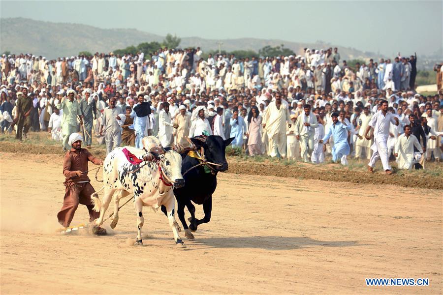 (SP)PAKISTAN-HASAR-BULL RACE