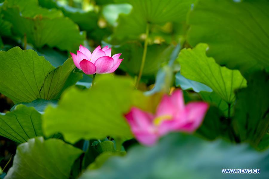 CHINA-CHANGSHA-LOTUS (CN)