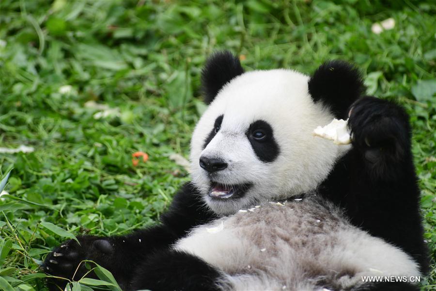 CHINA-SICHUAN-GIANT PANDA-BIRTHDAY PARTY (CN)