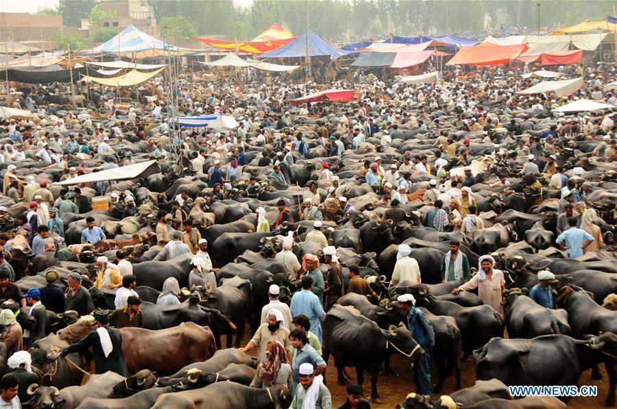 PAKISTAN-PESHAWAR-EID-AL-ADHA-LIVESTOCK