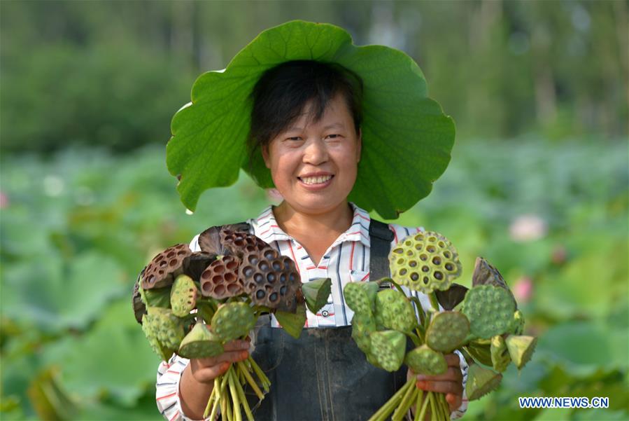 CHINA-HEBEI-LOTUS-SEEDPOD (CN)