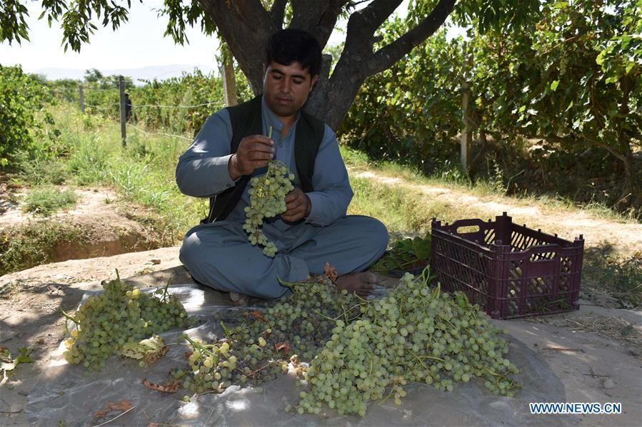 AFGHANISTAN-BALKH-VINEYARD