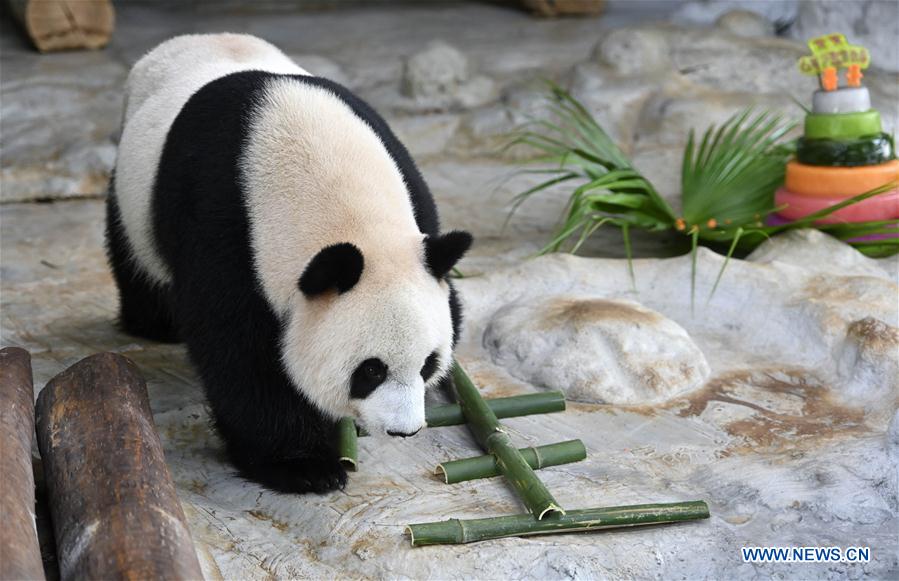 CHINA-HAINAN-HAIKOU-GIANT PANDAS-BIRTHDAY (CN)