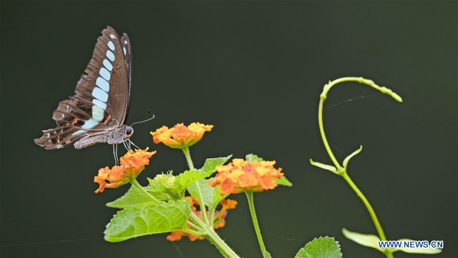 CHINA-FUJIAN-FUZHOU-FLOWER-BUTTERFLY (CN)