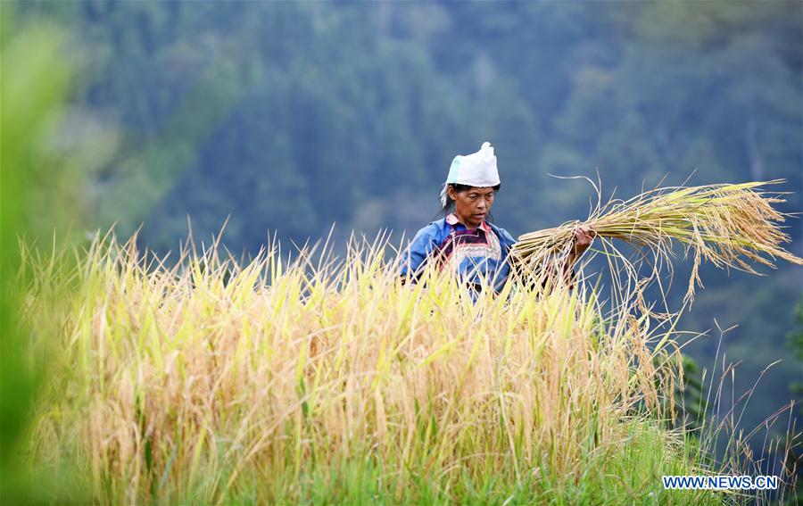 CHINA-GUIZHOU-RONGJIANG-RICE-HARVEST (CN)