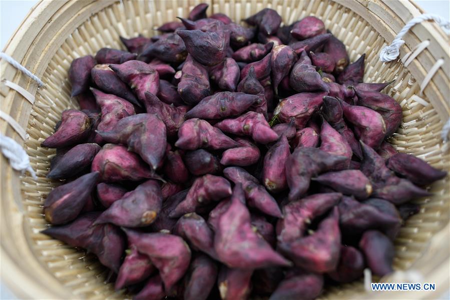 CHINA-ZHEJIANG-HUZHOU-WATER CHESTNUT-HARVEST (CN)