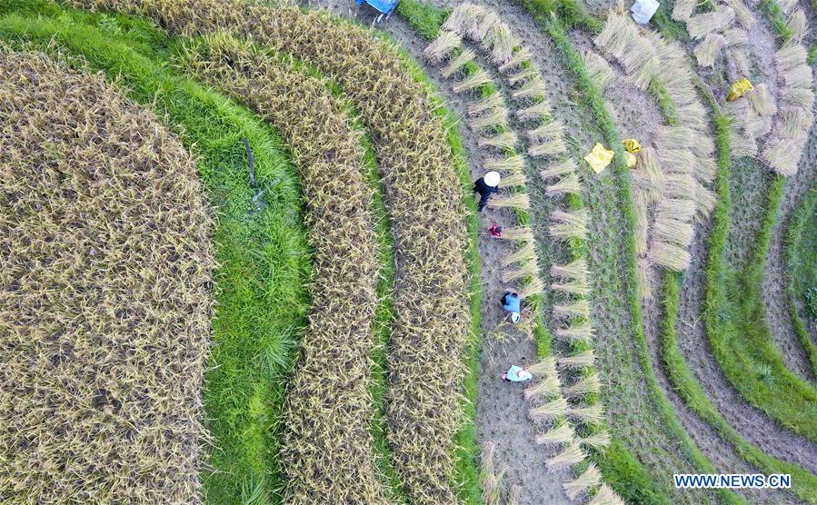 CHINA-GUIZHOU-RONGJIANG-RICE-HARVEST (CN)