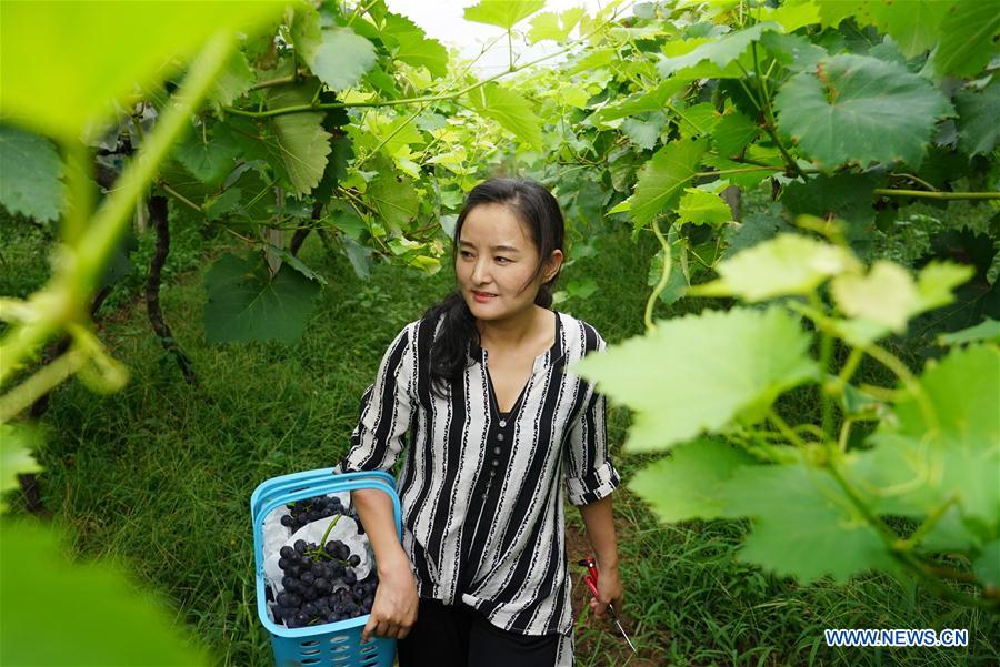 CHINA-SHAANXI-XI'AN-GRAPE PLANTING (CN)