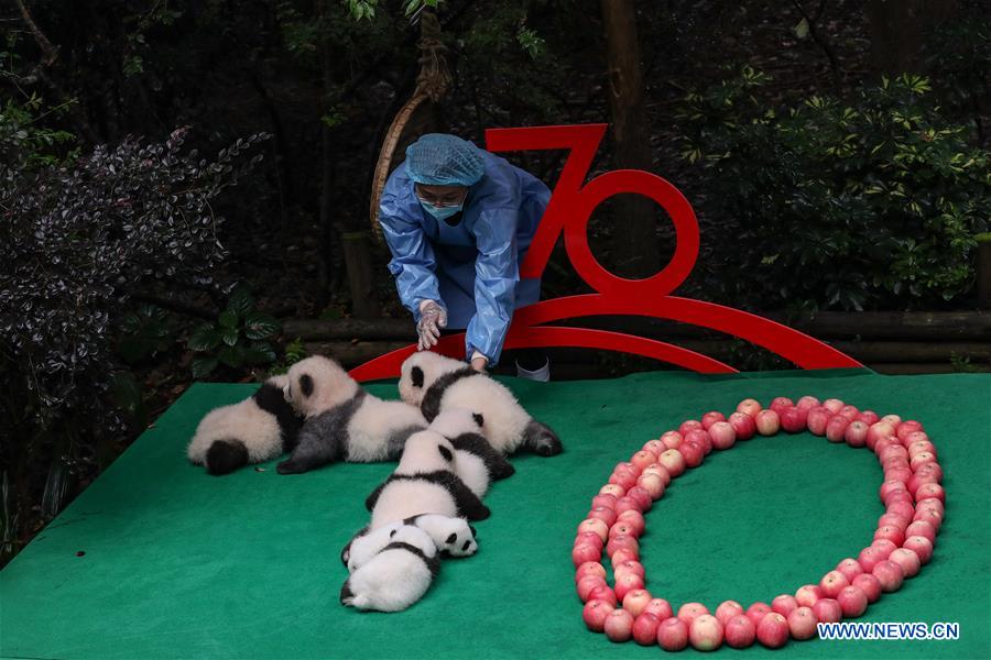 CHINA-CHENGDU-GIANT PANDA-CUBS (CN)