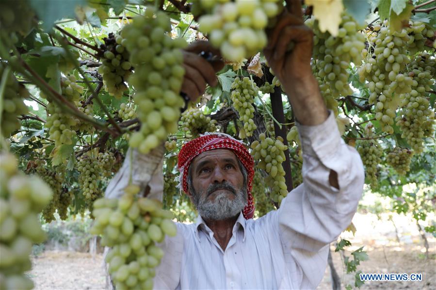 MIDEAST-HEBRON-GRAPES-HARVEST