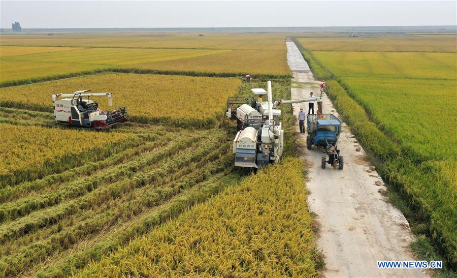 CHINA-JIANGXI-NANCHANG-HARVEST (CN)