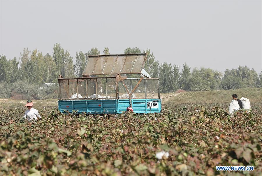 UZBEKISTAN-SYRDARYA-COTTON HARVEST