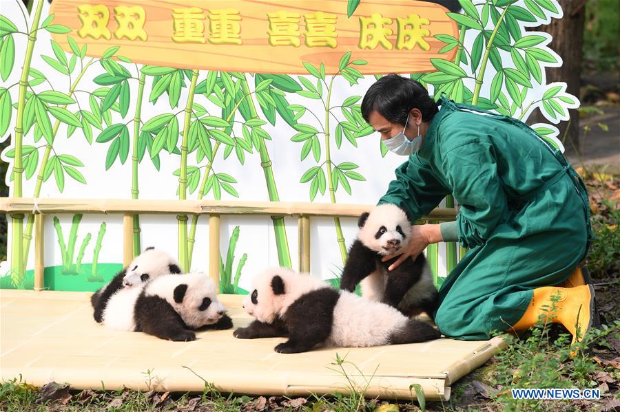 CHINA-CHONGQING-GIANT PANDA TWINS-NAMING CEREMONY (CN)