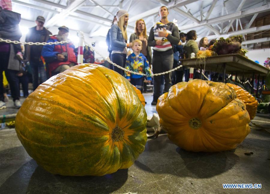 CANADA-ONTARIO-BRUCE COUNTY-GIANT PUMPKIN COMPETITION