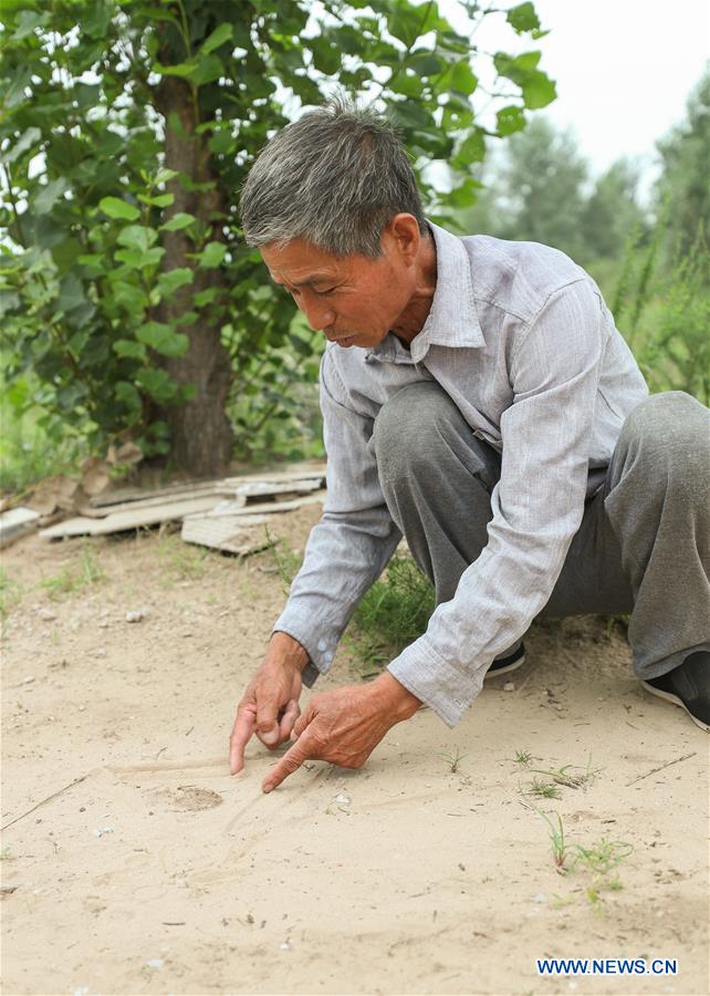 CHINA-LIAONING-FUXIN-FOREST PROTECTION (CN)