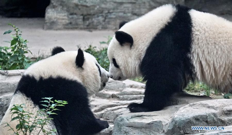 CHINA-BEIJING-ZOO-GIANT PANDA TWINS-DEBUT(CN)