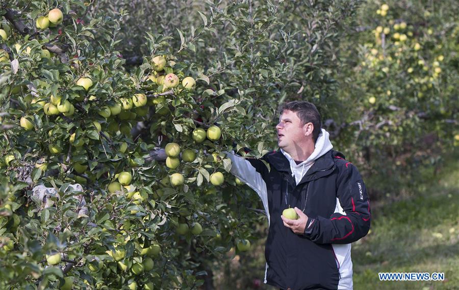 CANADA-TORONTO-THANKSGIVING-APPLE PICKING