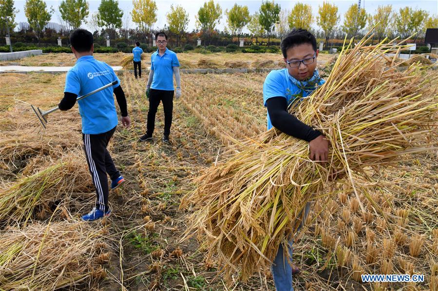 (EyesonSci)CHINA-SHANDONG-SALINE SOIL RICE (CN)