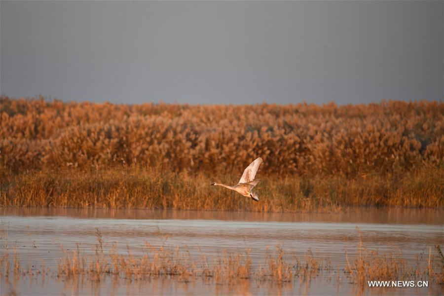 CHINA-INNER MONGOLIA-BAYANNUR-SWAN (CN)