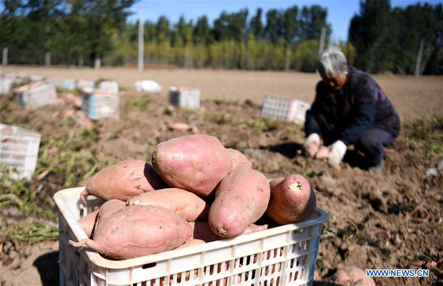 CHINA-HEBEI-SWEET POTATO (CN)