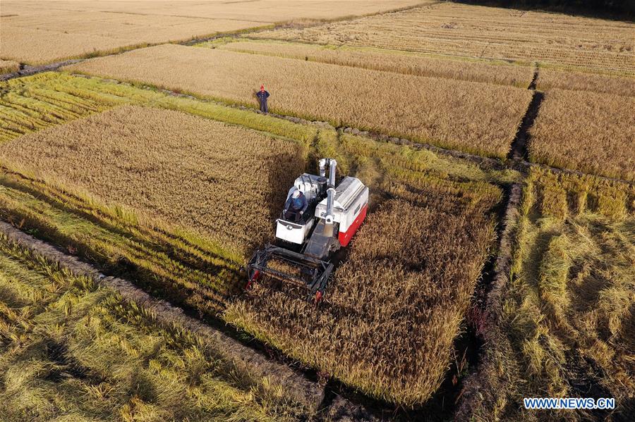 CHINA-SHANXI-TAIYUAN-PADDY FIELD-HARVEST (CN)