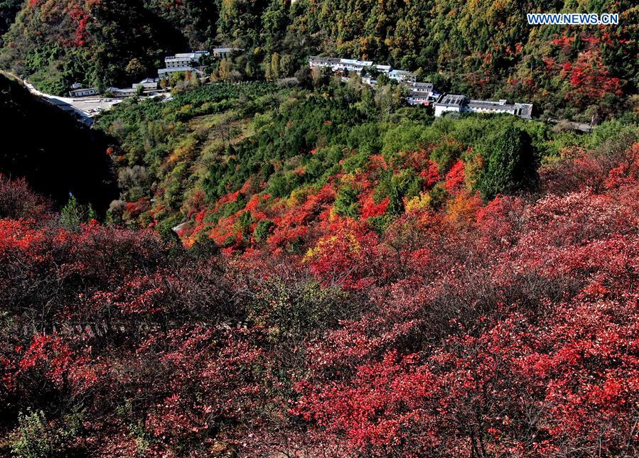 CHINA-HENAN-AUTUMN SCENERY (CN)