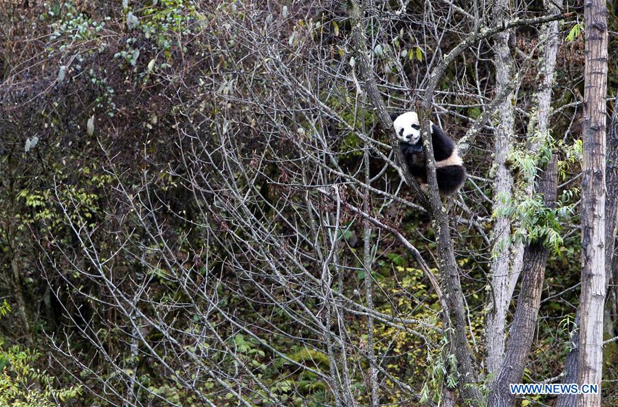 CHINA-SICHUAN-JIUZHAIGOU-GIANT PANDA (CN)