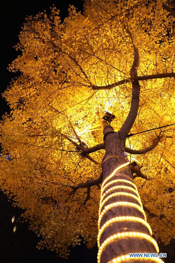 CHINA-GANSU-TIANSHUI-GINGKO TREE (CN)